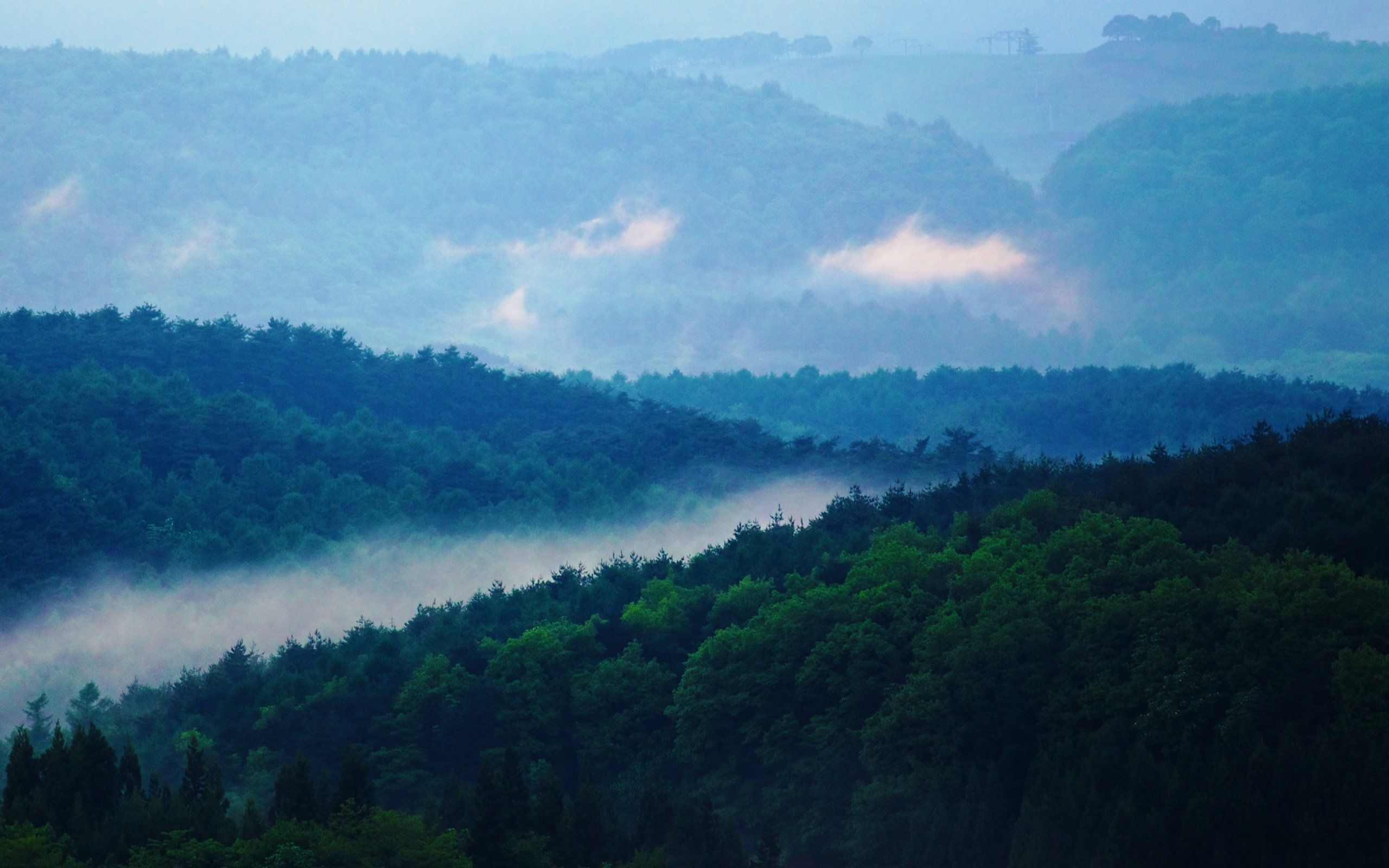 2560x1600 Japan's Misty Mountain Forest. HD Nature Wallpaperx1600