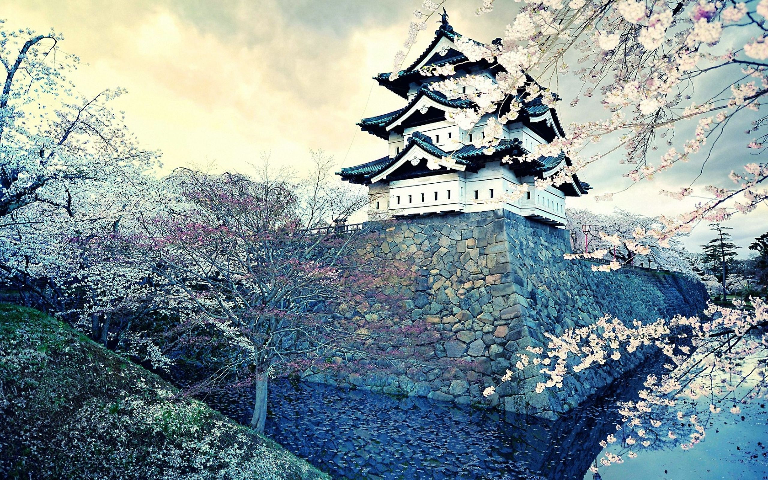 2560x1600 Cherry Blossom Castle: Serene Spring at Japan's Historic Oriental Housex1600