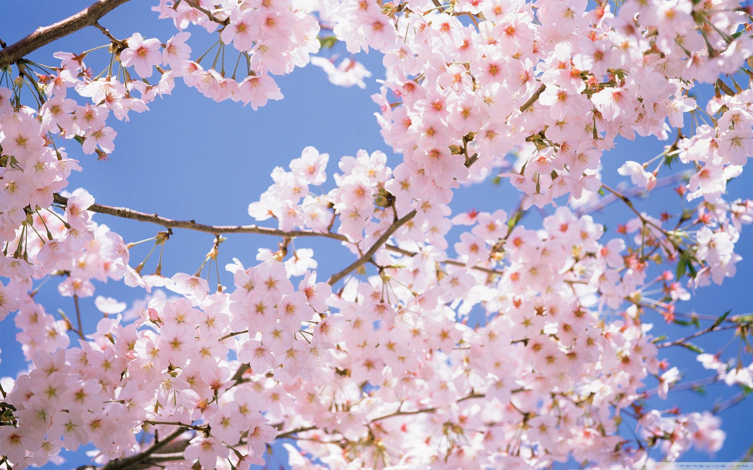 2560x1600 Japanese Cherry Blossom Wallpaper 2560x1600 56730