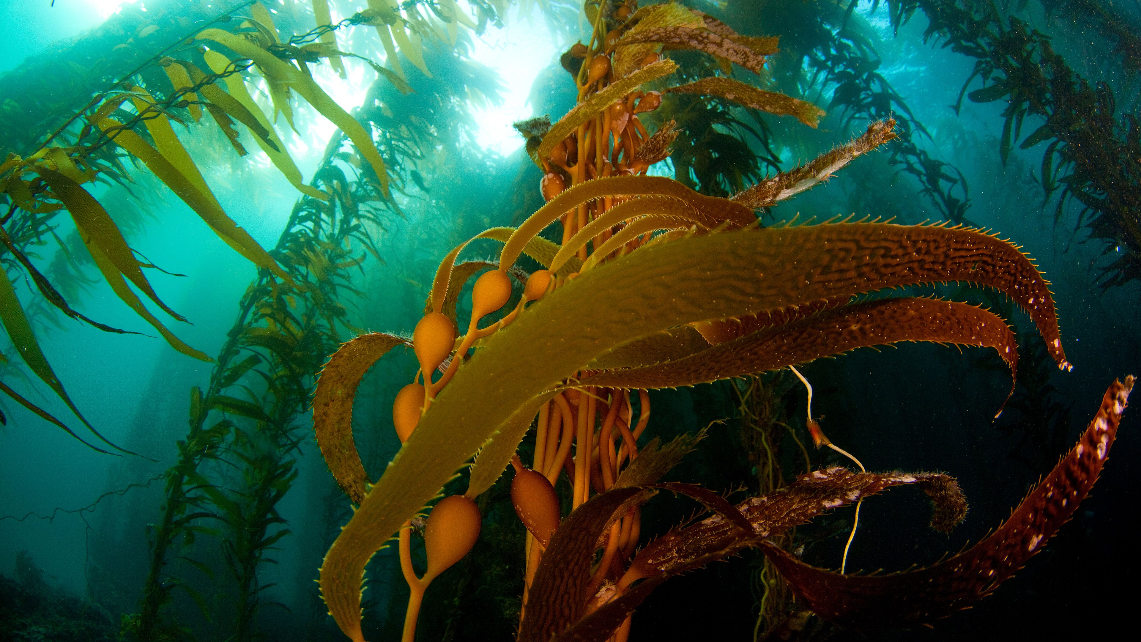 3840x2160 A kelp forest off Anacapa Island, Channel Islands National Park, California, USA