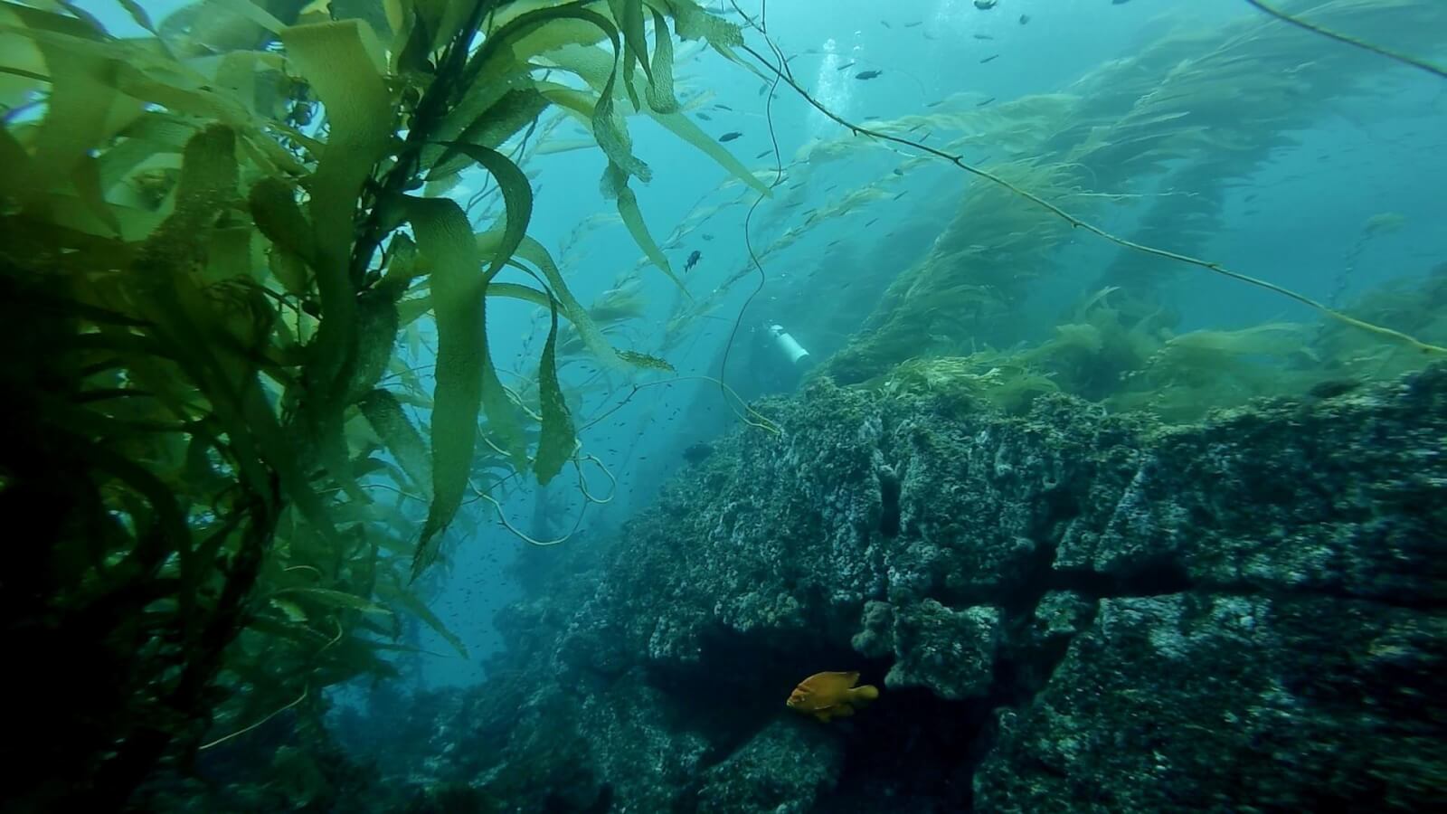1600x900 Channel Islands Scuba Diving: Channel Islands Diving Ventura
