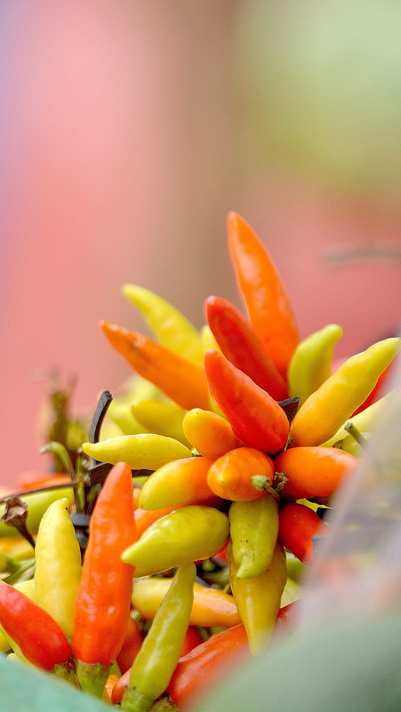 800x1422 1320x2868px, 2K free download. Tegucigalpa, honduras, chili, food, HD phone wallpaper