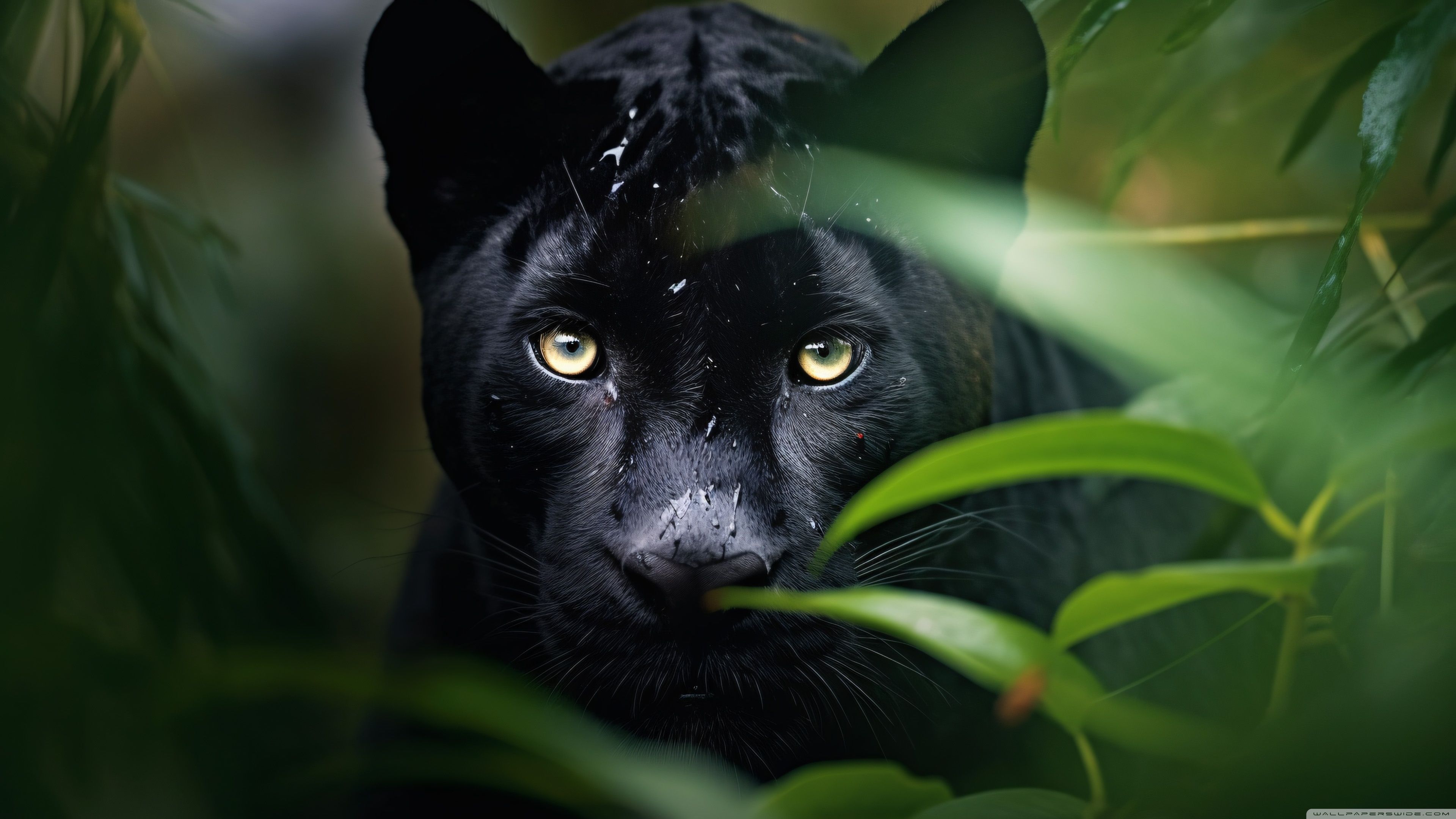 3840x2160 Young Black Panther, Jungle 4K UHD Wallpaper for UltraHD Desktop and TV : Widescreen and UltraWide Display : Dual Monitor : Smartphone and Tablet Devices