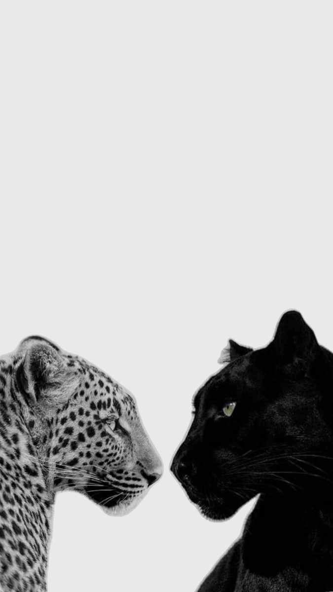675x1200 Leopard and panther lockscreen