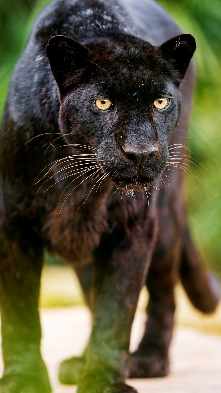 728x1294 HD wallpaper: Black Leopard Looking At Me, black panther, Animals, mammal, one animal