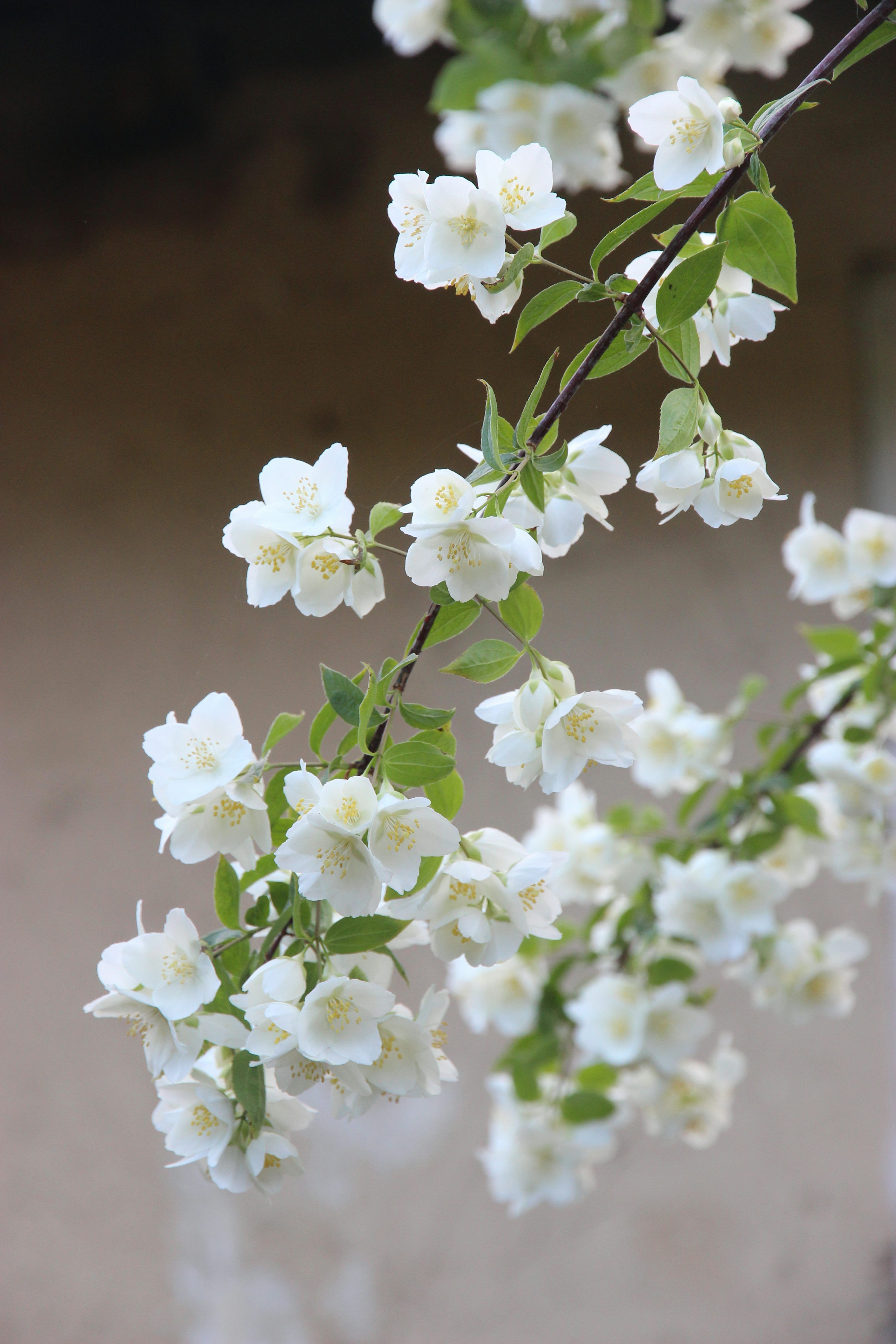 3000x4500 Jasmine Flower Picture. Download Free Image