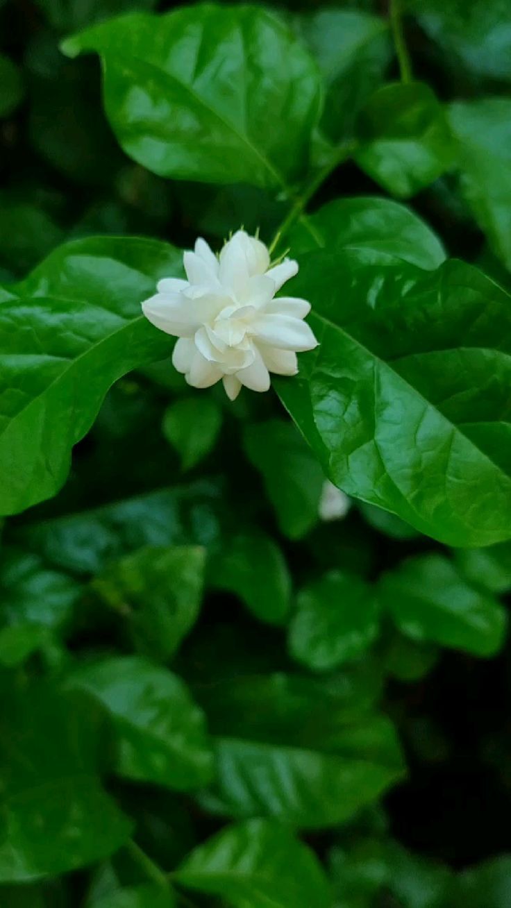 736x1308 Beautiful Flower Mogra, Jasmine