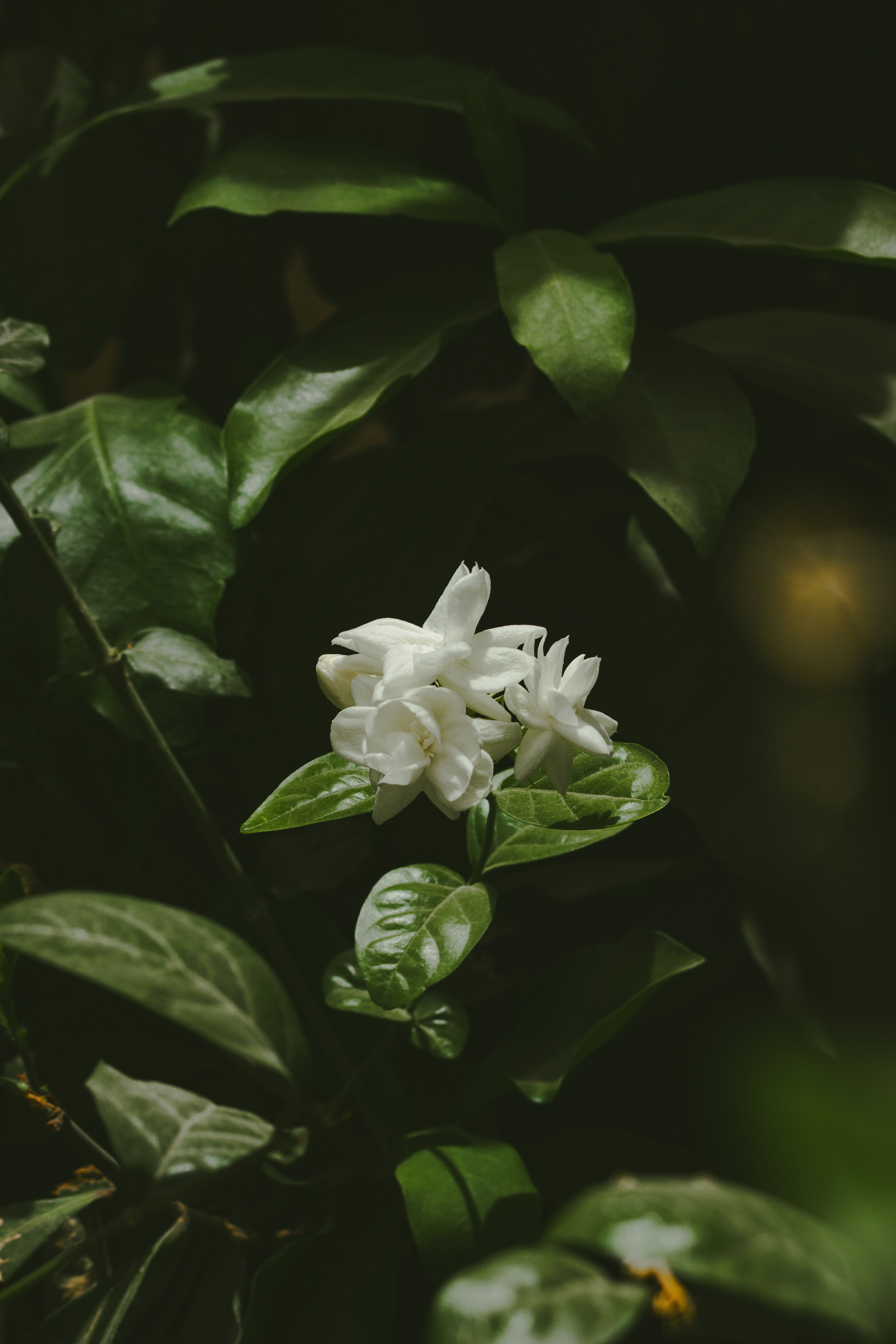 3456x5184 Mogra Flower Photo, Download The BEST Free Mogra Flower & HD Image