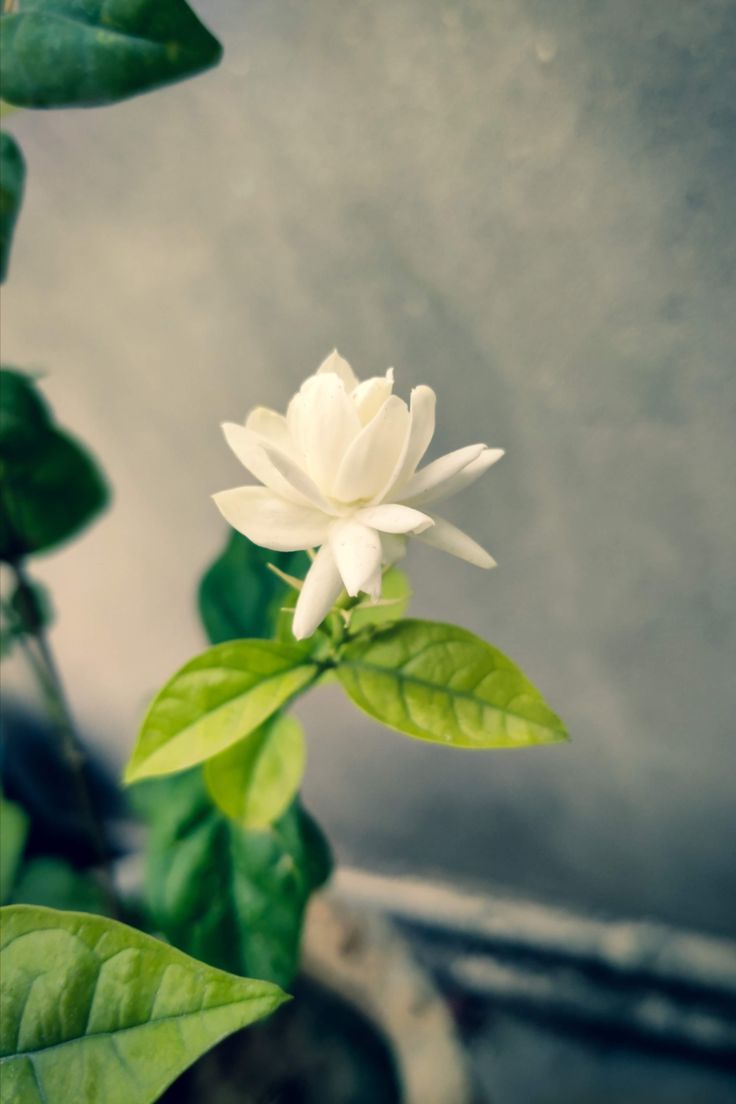 736x1104 Mogra Flower Wallpaper