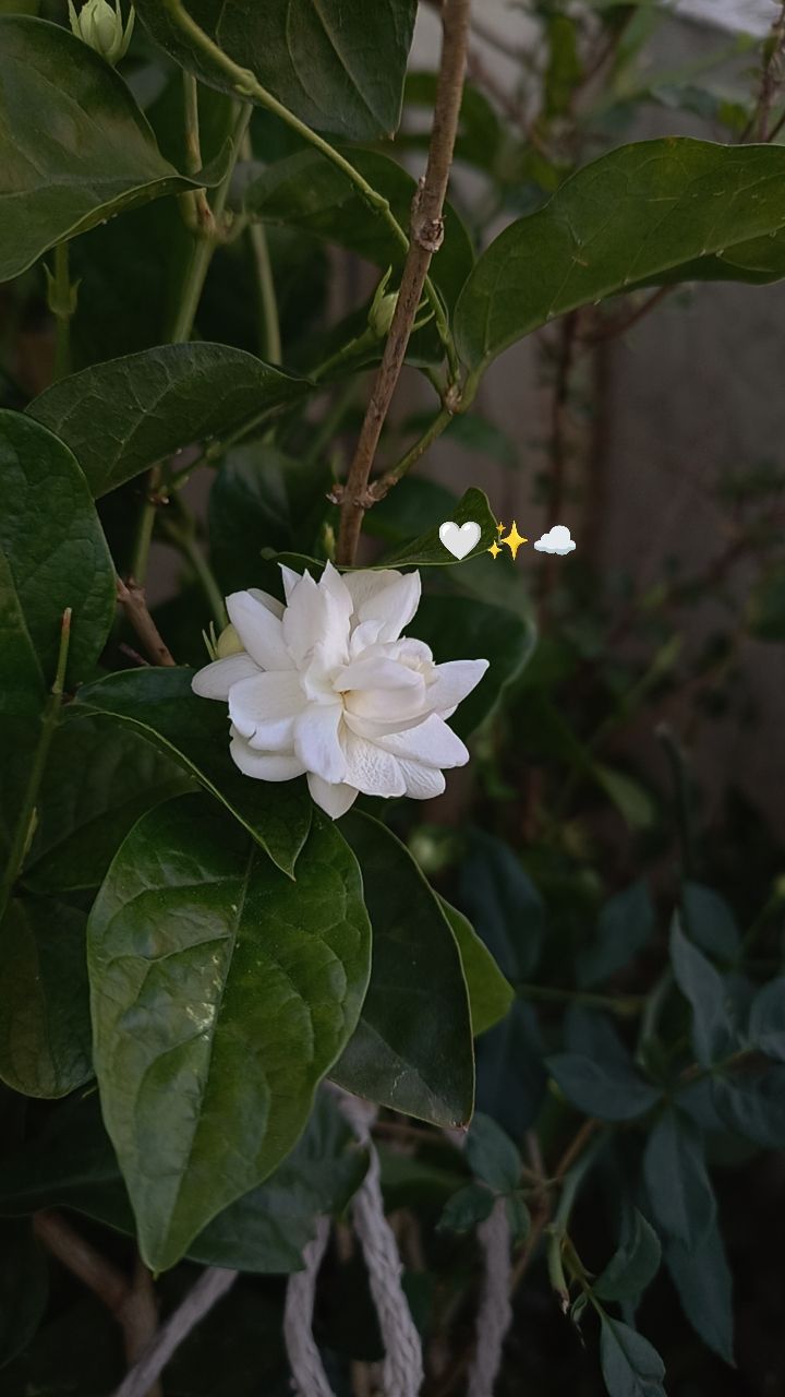 720x1280 Mogra: The Fragrant and Beautiful Jasmine Flower. Photo of jasmine, Arabic jasmine flower aesthetic, Aesthetic flower snap ideas