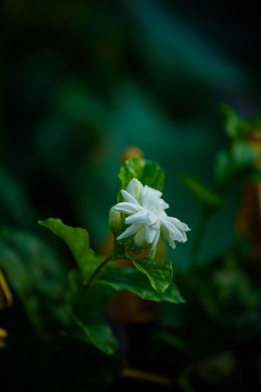 853x1280 Flower Jasmine Bloom