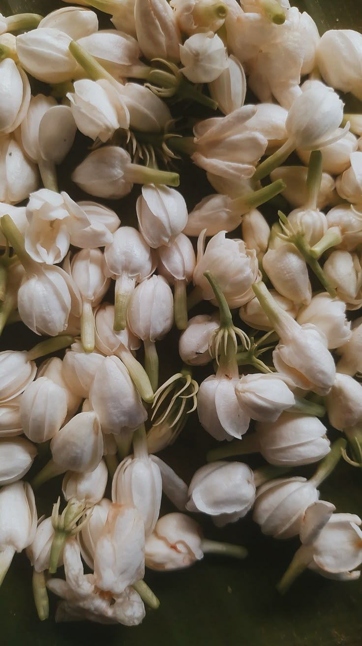 736x1314 Jasmin#flower#wallpaper