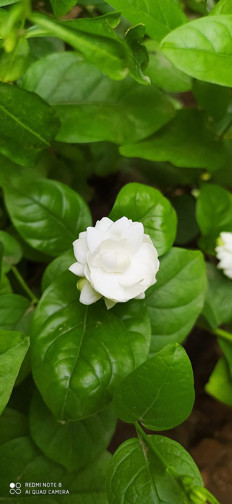 800x1735 HD mogra flower wallpaper