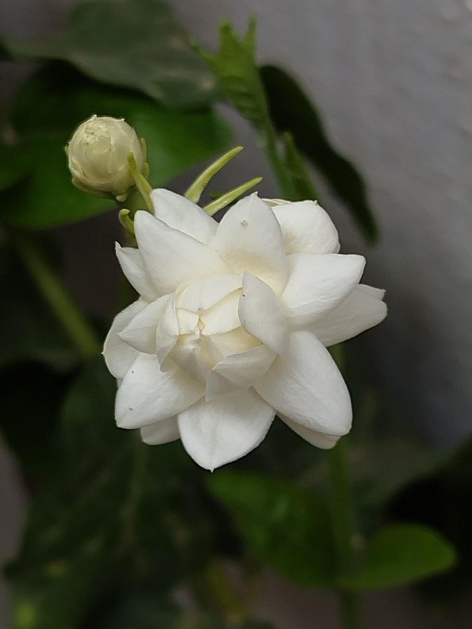 960x1280 Free Mogra & Mogra Flower Image