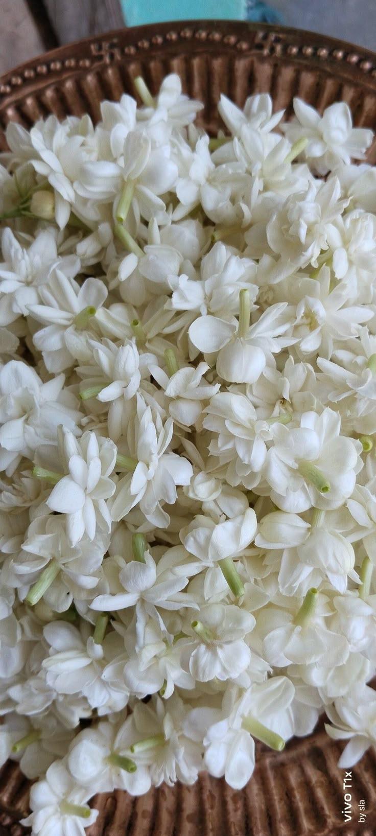 736x1636 White Jasmine Flower Wallpaper. Mogra aesthetic photo, Drawing of mogra, Jasmine mogra