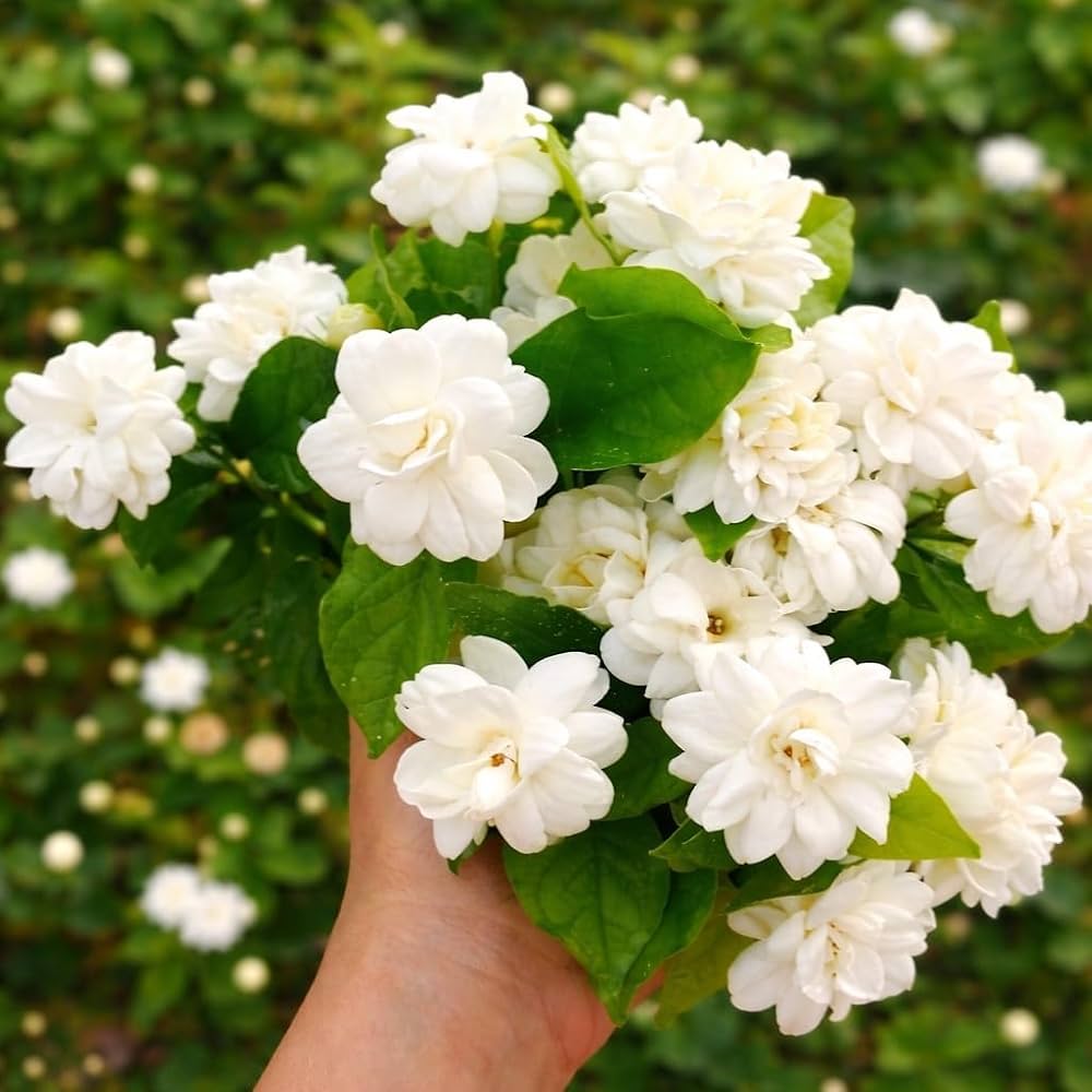 1000x1000 Beautiful All Season Mogra Jasmine Beli Flower Plant Tree. For Home Garden Outdoor & Indoor. : Amazon.in: Garden & Outdoors