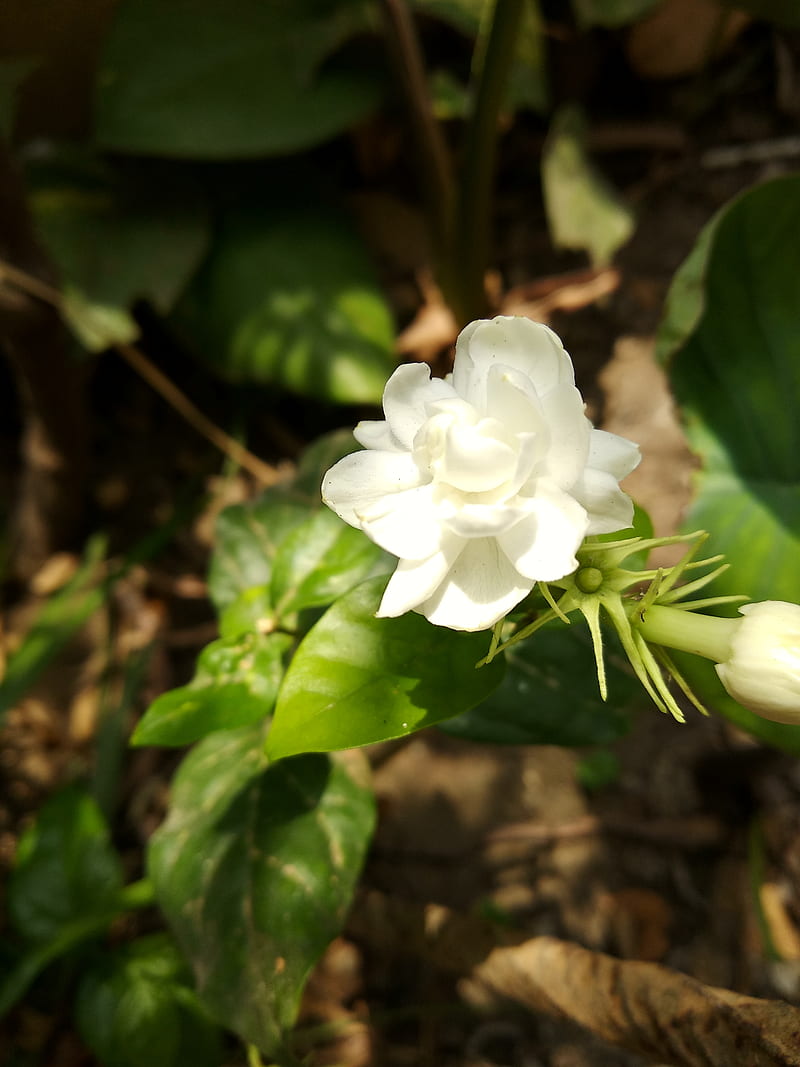 800x1067 Mogra Flower, flowers, mograflowers, HD phone wallpaper