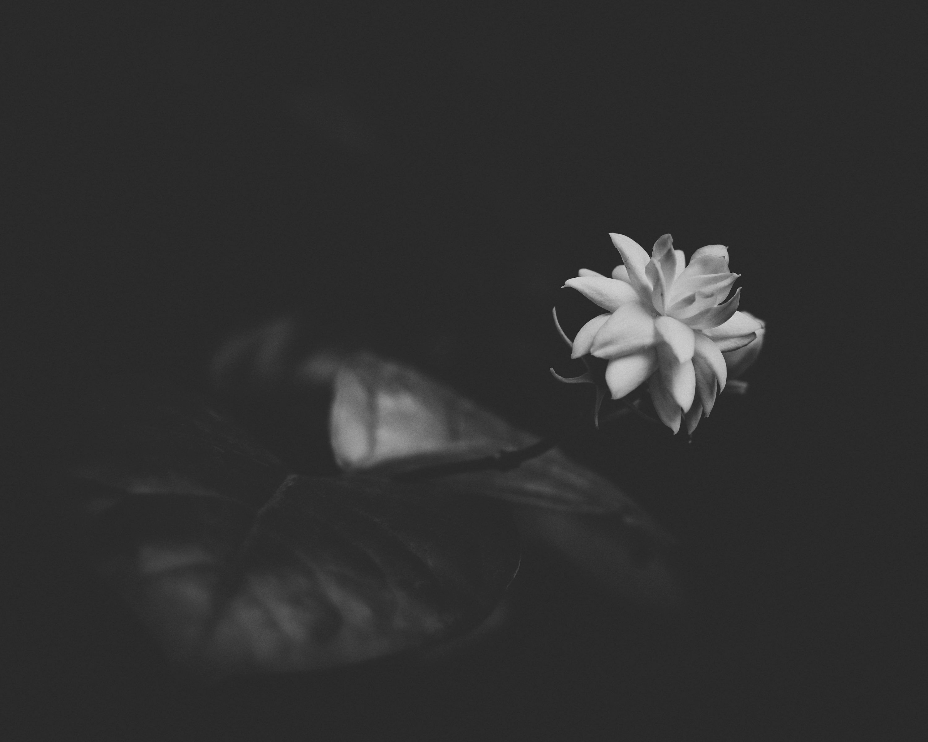 3000x2400 Mogra Picture. Download Free Image