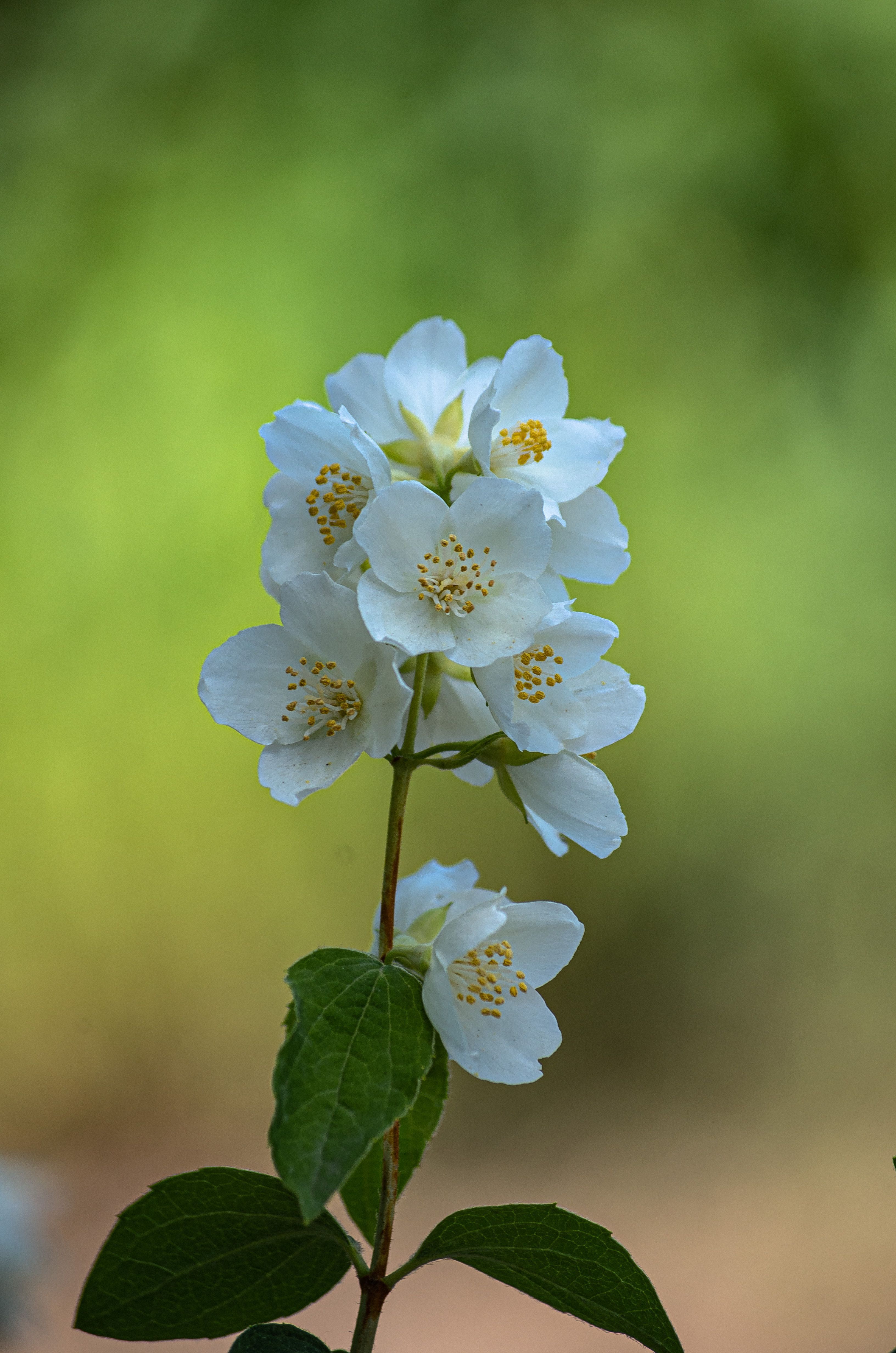3264x4928 Jasmine Flower Photo, Download The BEST Free Jasmine Flower & HD Image
