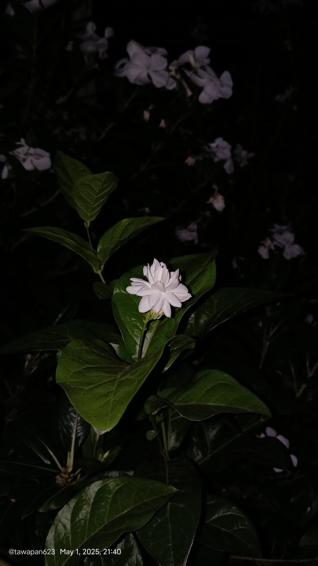 1080x1920 Arabian jasmine also known as Mogra (Scientific name Jasminum sambac)