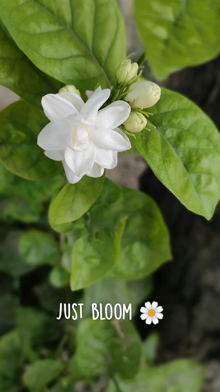 736x1308 just bloom