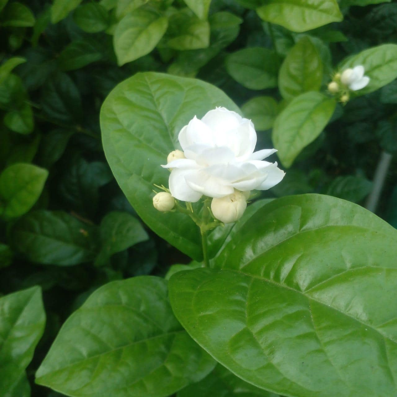 1280x1280 Mogra Plant