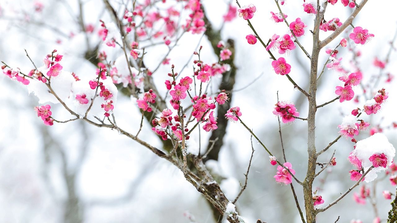 1280x720 Flowers, Red Plum