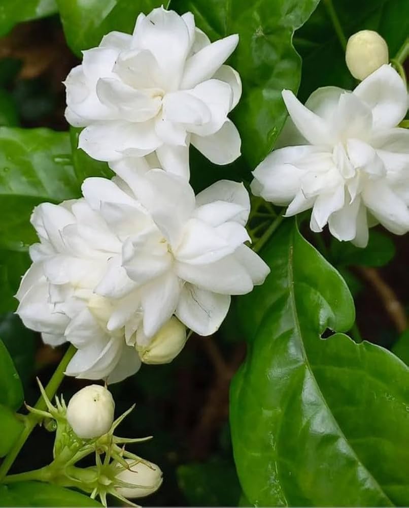 806x1000 Ritz Farming® Mogra Jasmine Big Size Flower Plants. Yellow Jasmine Plants For Home Pots. All Season Flower Plants For Home And Gardening Pack Of 1