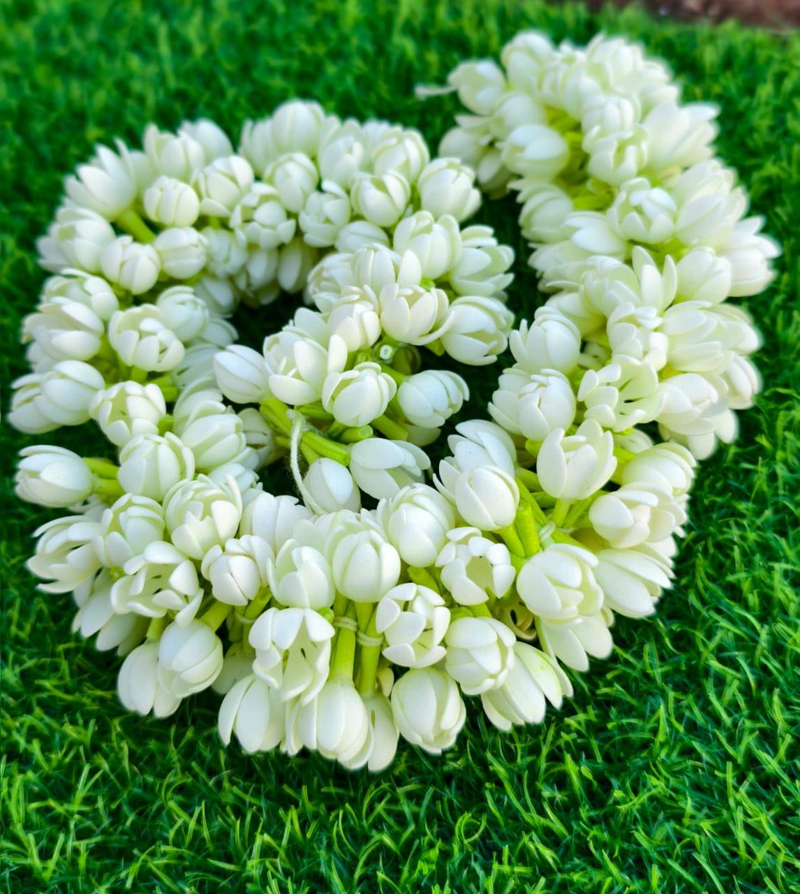1146x1280 Mogra Strands