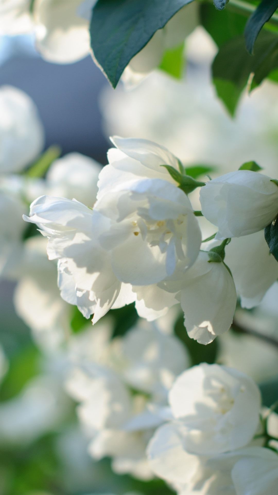 1080x1920 White Jasmine Flowers Close Up, Petals, Spring 1080x1920 IPhone 8 7 6 6S Plus Wallpaper, Background, Picture, Image