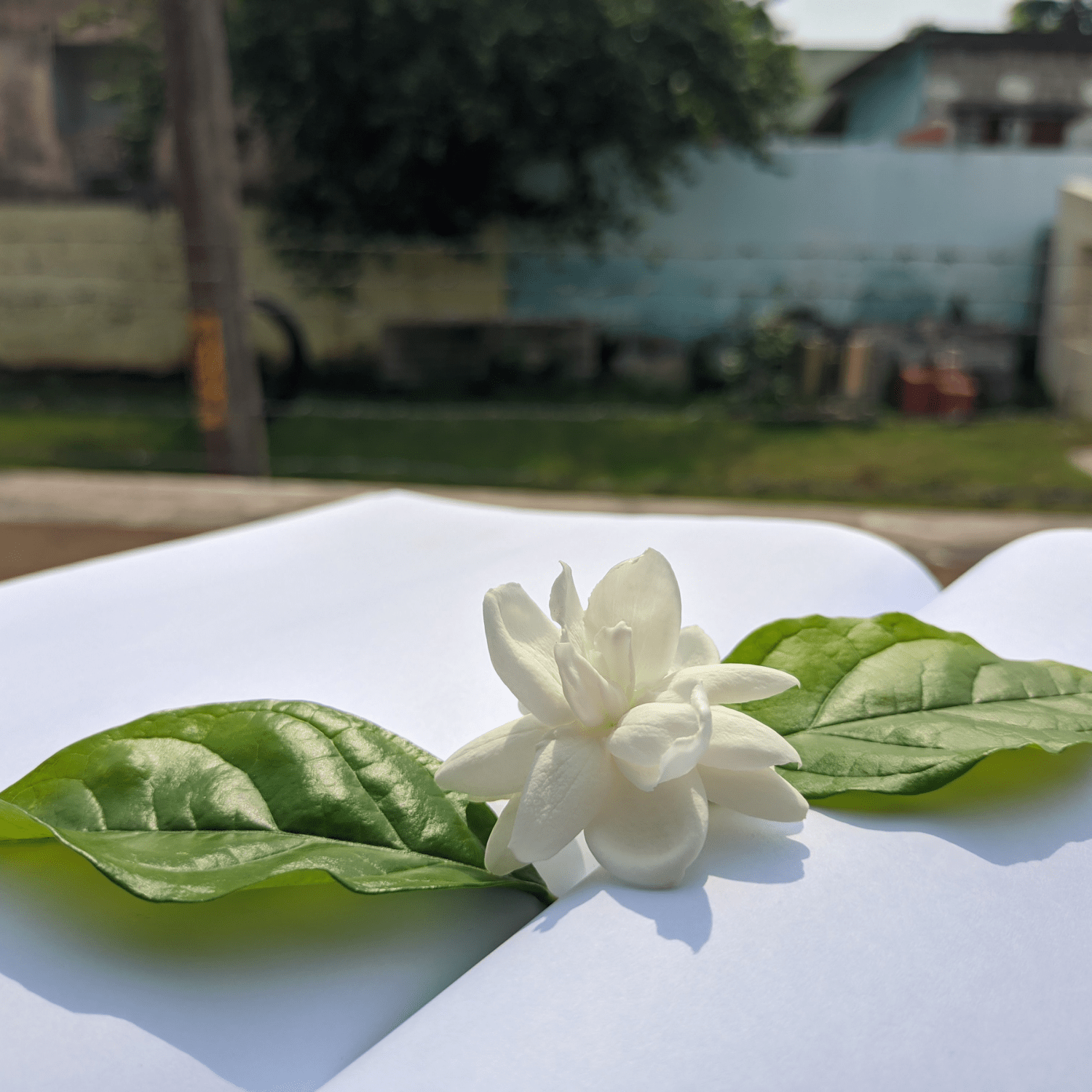 1500x1500 Mogra: The Fragrant Touch of Joy and Glow
