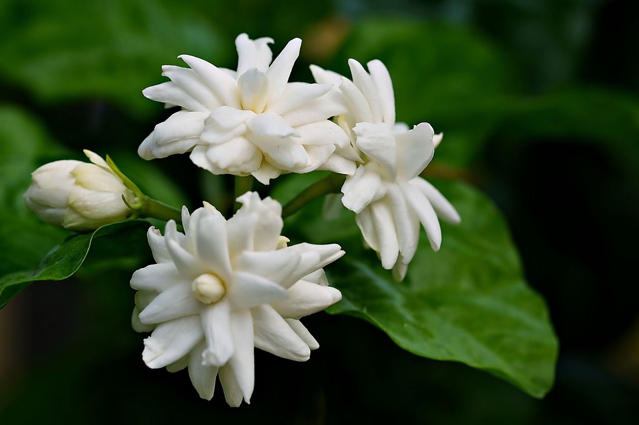 1280x853 Jasmine Flowers Plant