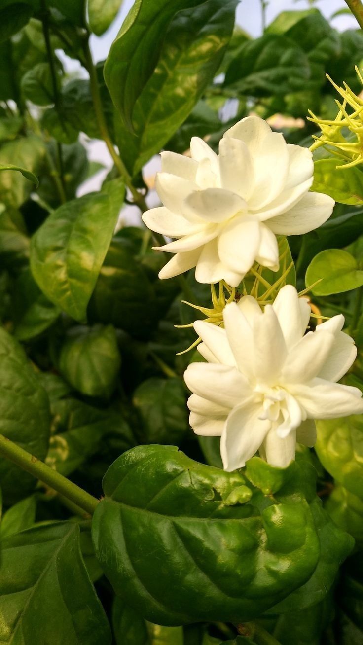 736x1308 Vintage White Flowers Blooming on Green Leaves. Jasmine wallpaper flower, Snapchat flowers pics, Jasmine flower photography