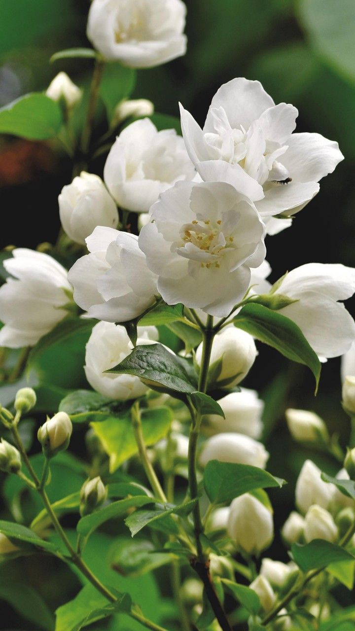 720x1280 White; Jasmine; Flowers; Buds; Green; Leaves; Petals; Blur; Background 4K HD Flowers Wallpaper