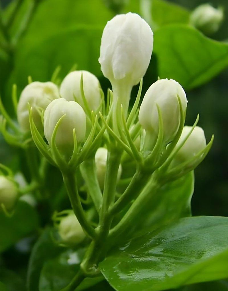 800x1024 Mogra plant