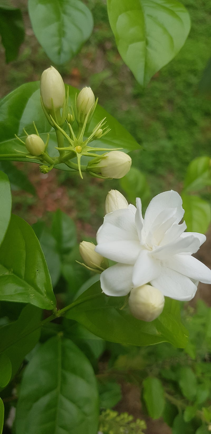 800x1646 Jasmine, flowers, flowers jasmin, primavera, HD phone wallpaper