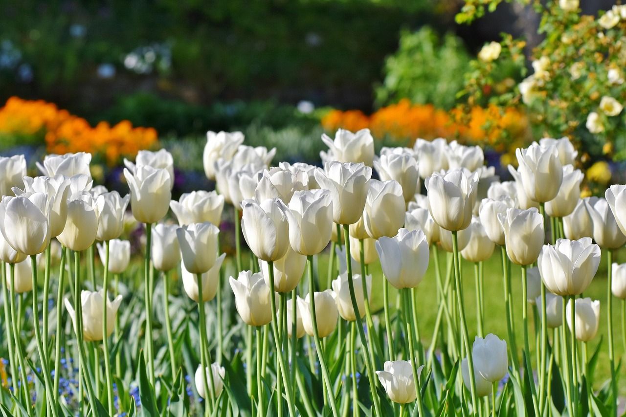 1280x853 Mogra Flower & Nature Image