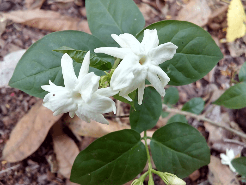1024x768 How To Get More Flowers In A Mogra Plant?