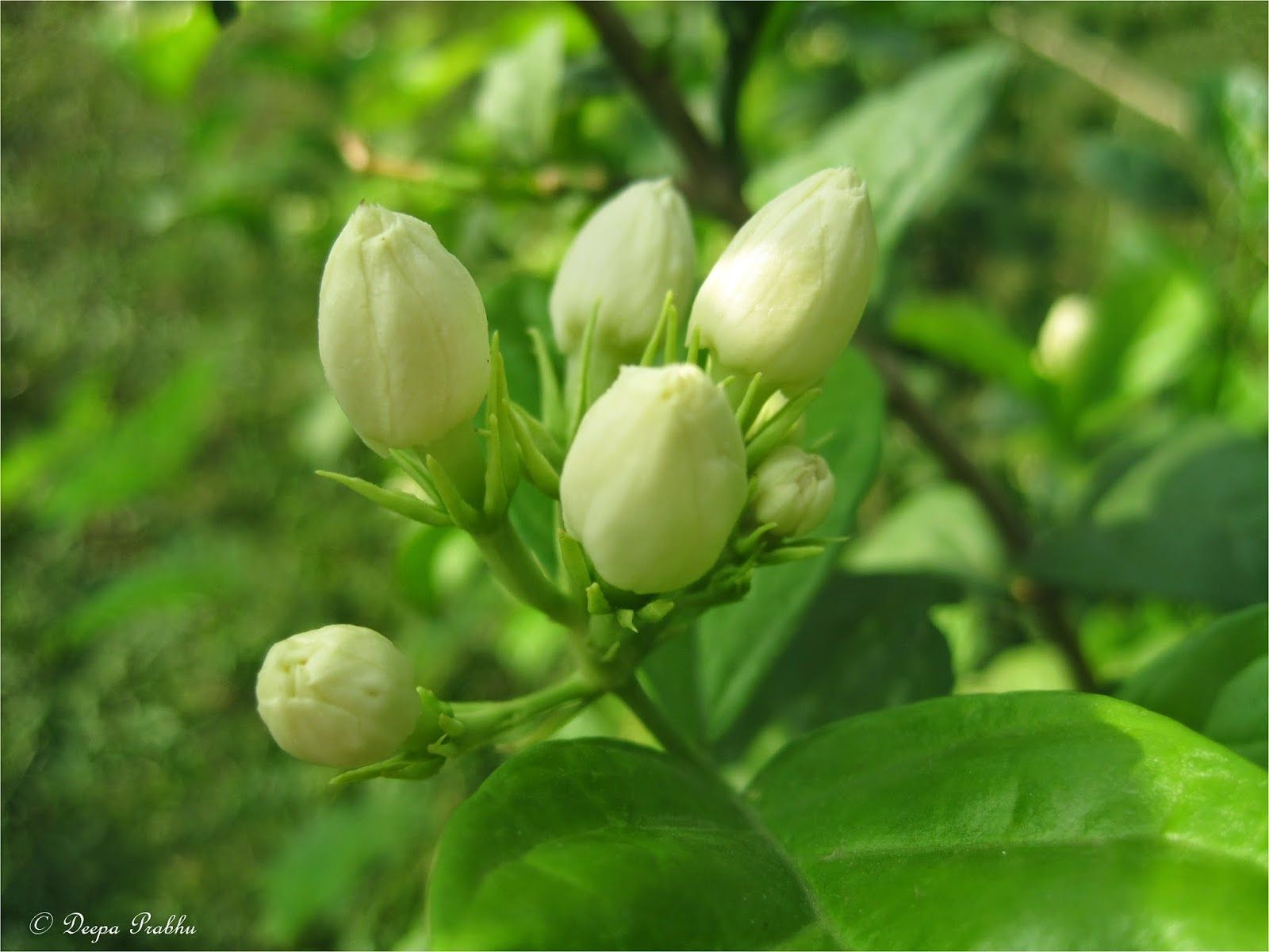 1600x1200 Random Photography: Mogra flower