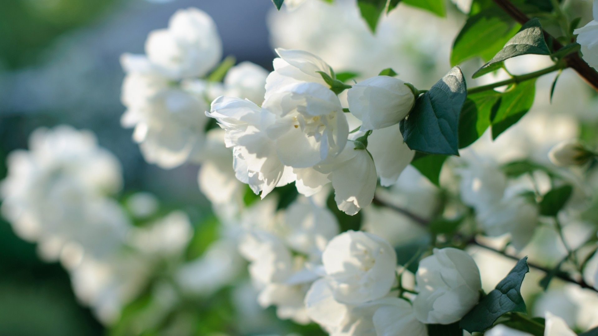 1920x1080 White Flower Flower Nature Spring Blossom HD Flowers Wallpaper