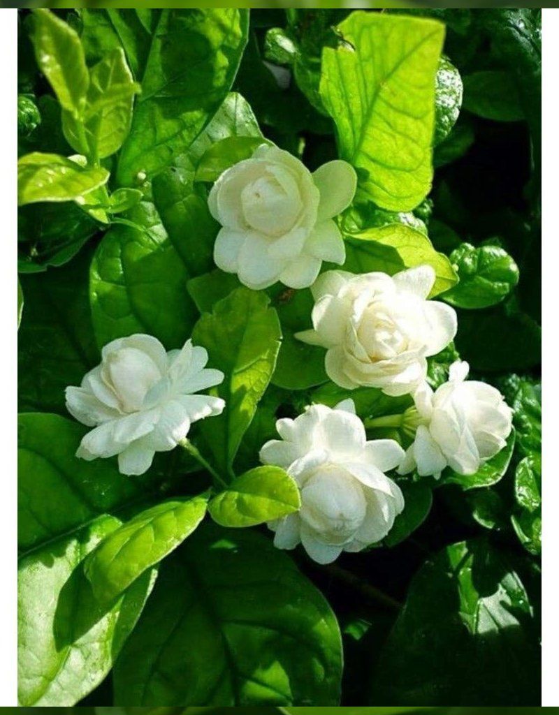 800x1024 Mogra plant