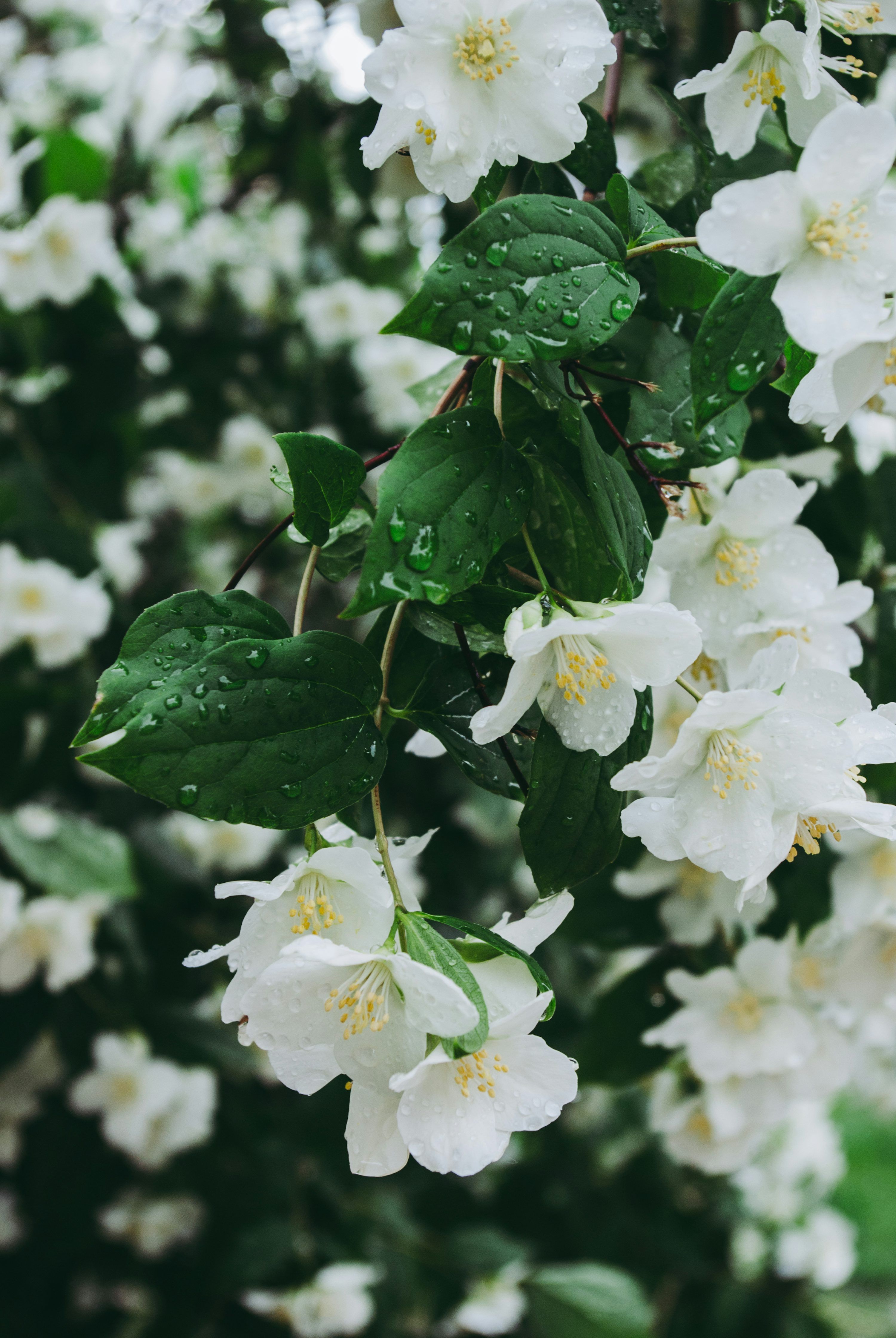3000x4481 Jasmin Flower Picture. Download Free Image