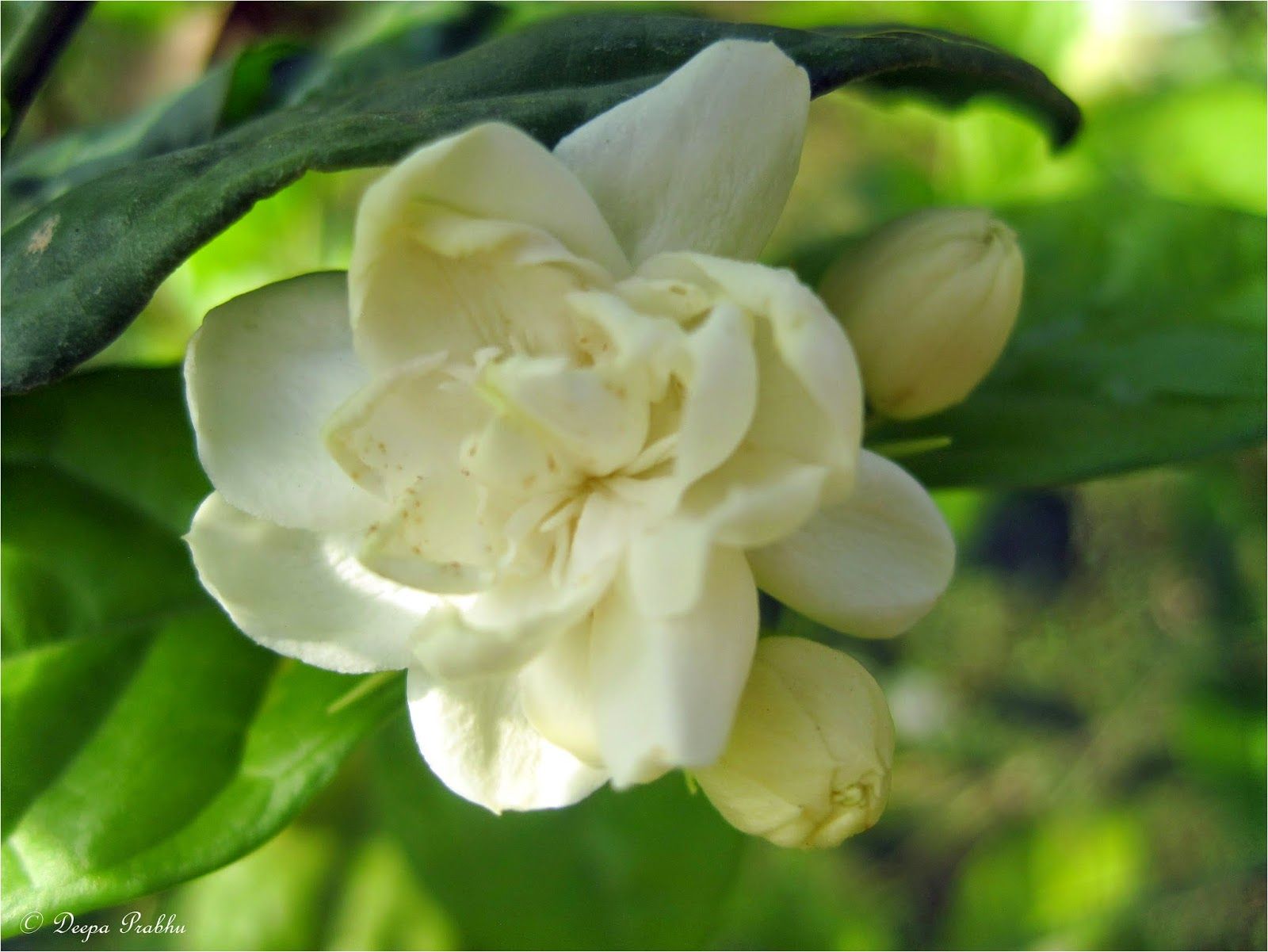 1600x1201 Random Photography: Mogra flower