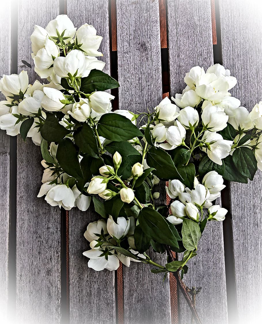 910x1124 White jasmine flowers 1080P, 2K, 4K, 5K HD wallpaper free download