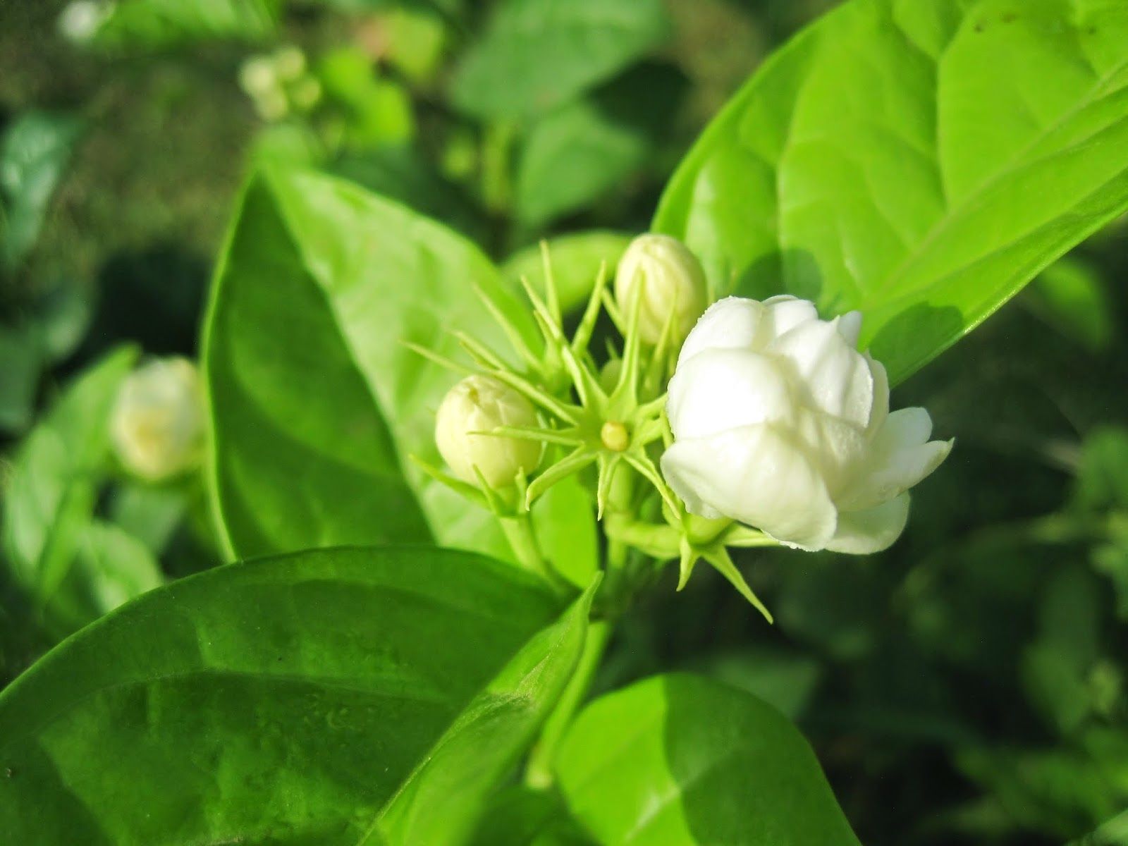 1600x1200 Random Photography: Mogra flower