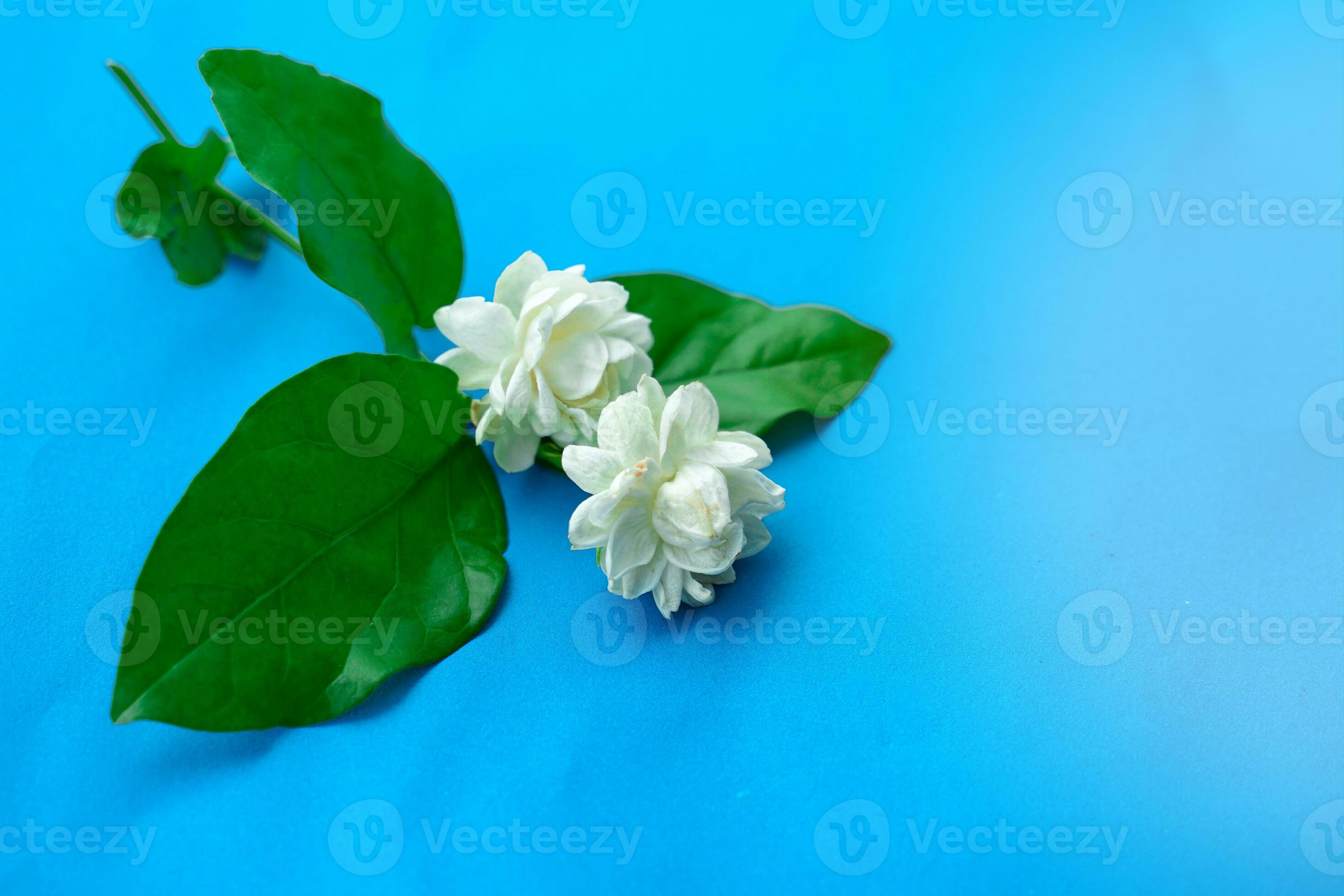2940x1960 Arabian Jasmine flower bouquet on a blue background. Thailand, we have jasmine as a symbol of Mother's Day. auspicious flower Fragrant and pure white like a mother's love for her child. 25003200