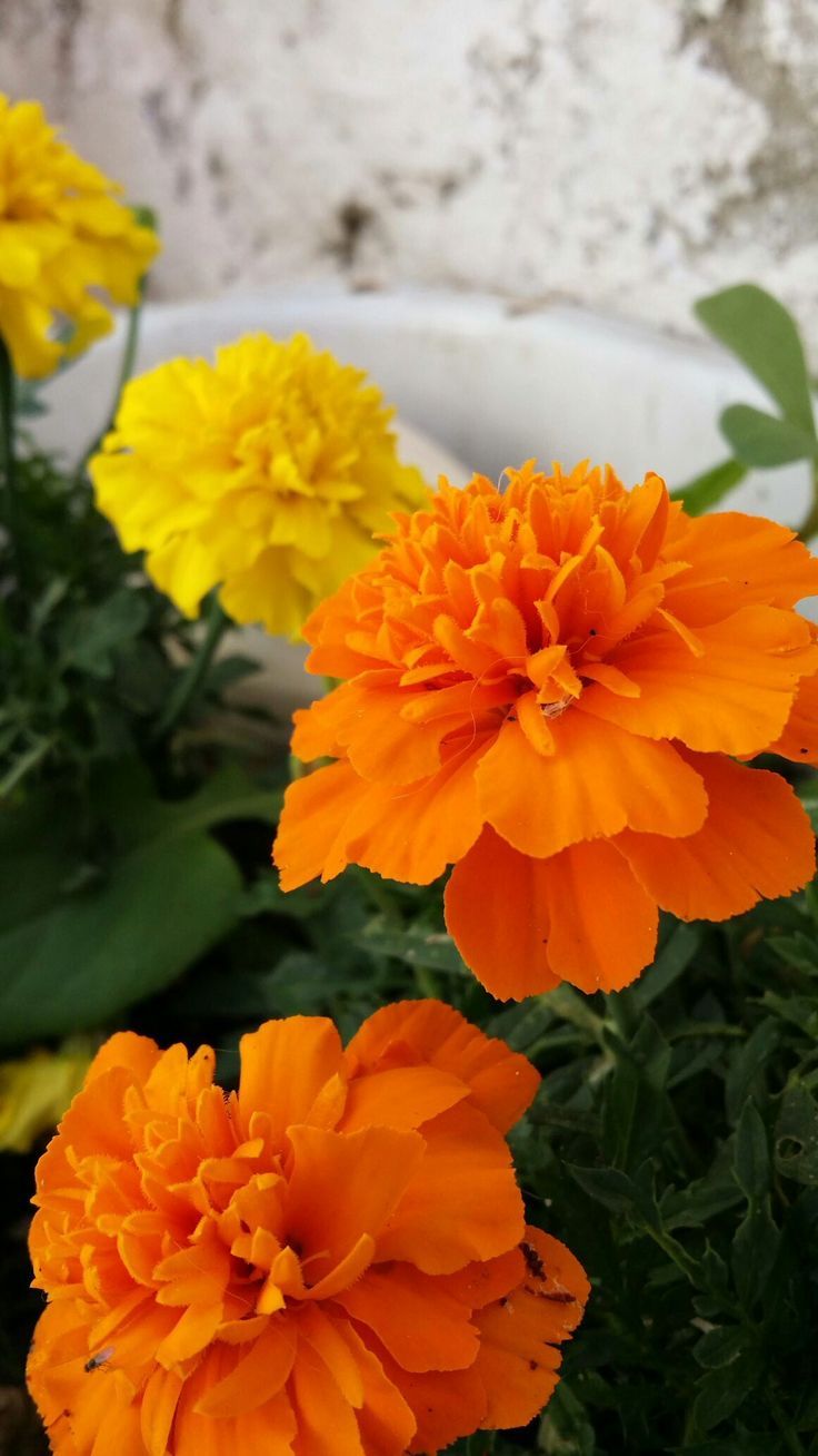 736x1308 Orange and Yellow Marigold Flowers in a Pot. Marigold flower wallpaper hd, Marigold flower wallpaper