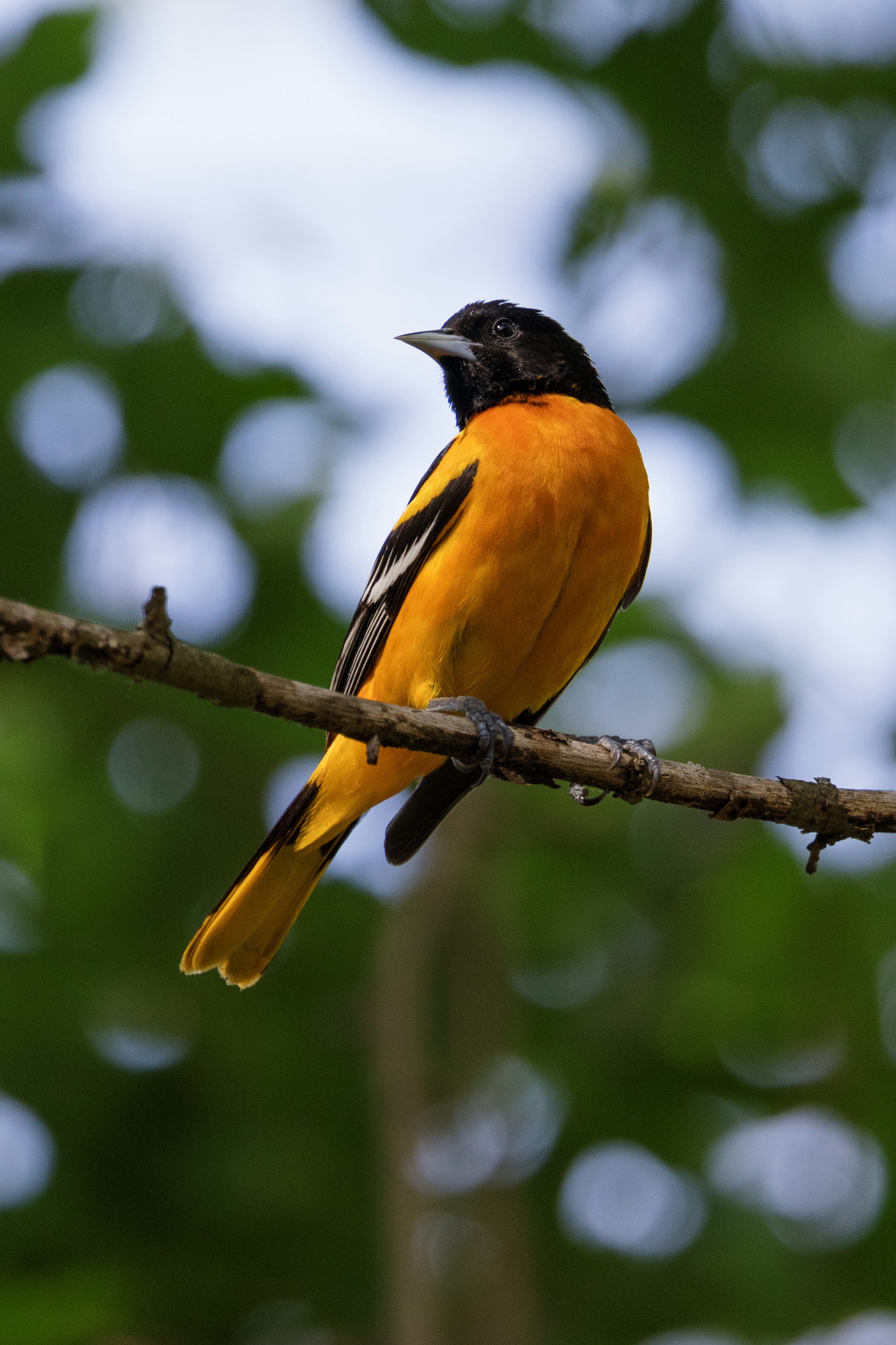 3000x4501 Oriole Picture. Download Free Image