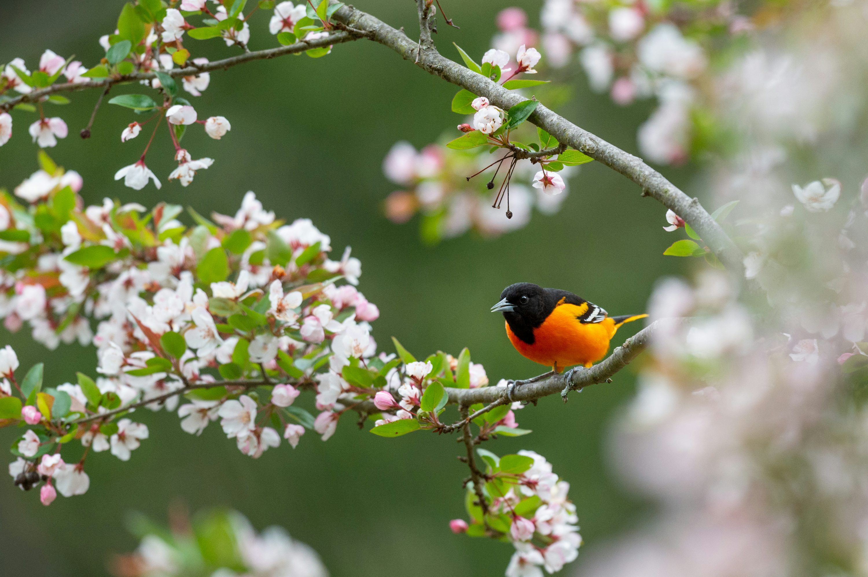 3000x1997 Oriole Picture. Download Free Image