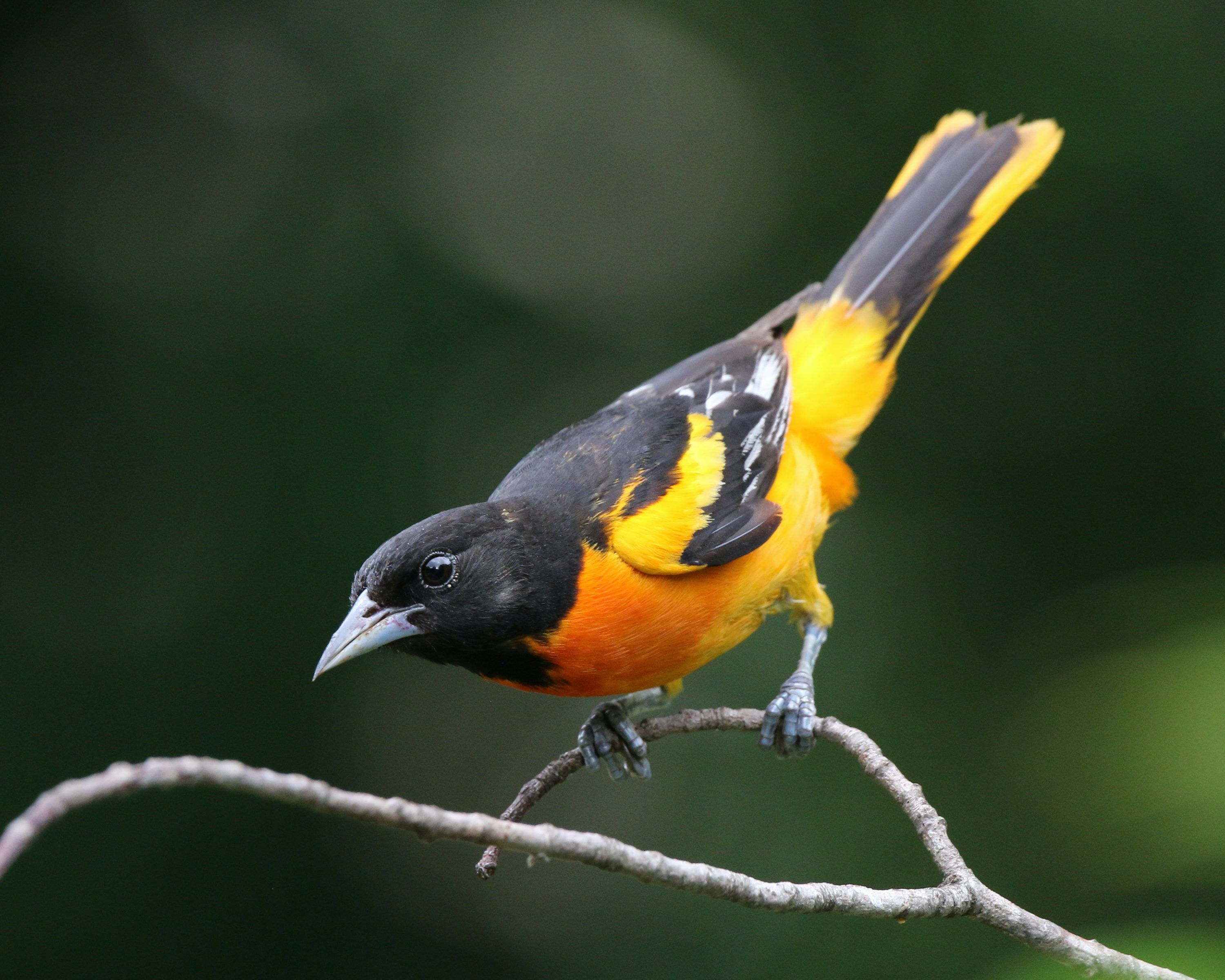 3000x2400 Oriole Picture. Download Free Image